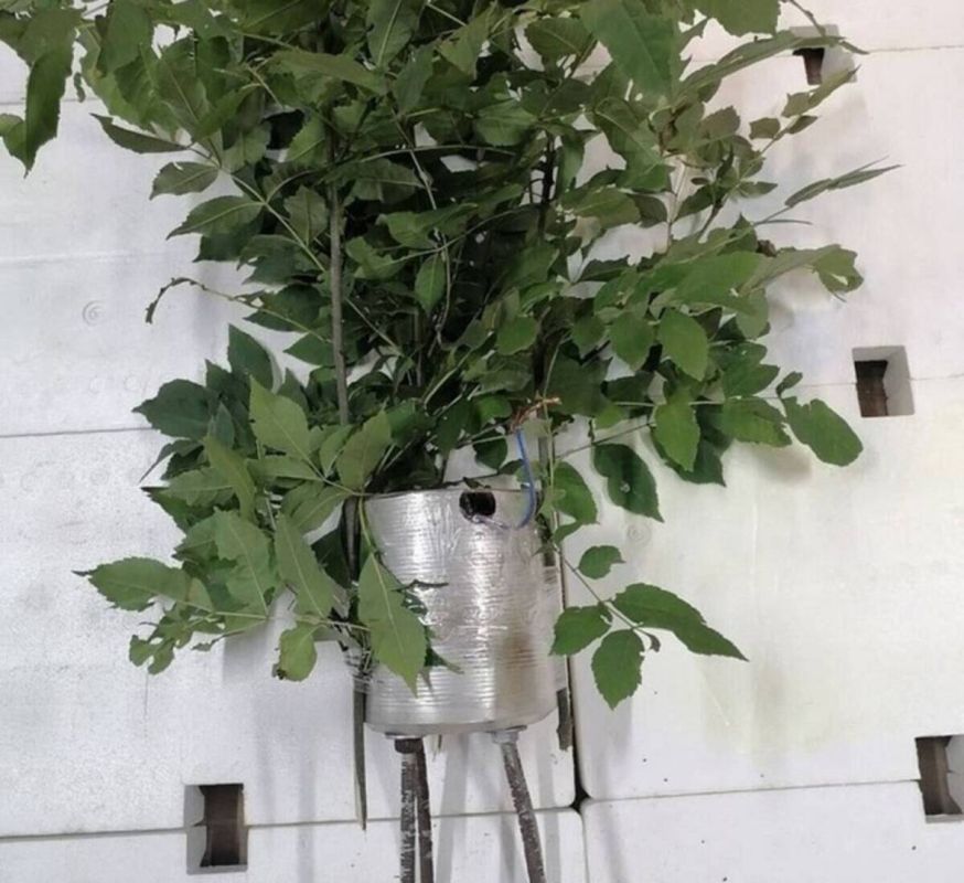 Брянцев снова пугают взрывоопасными «кустами»