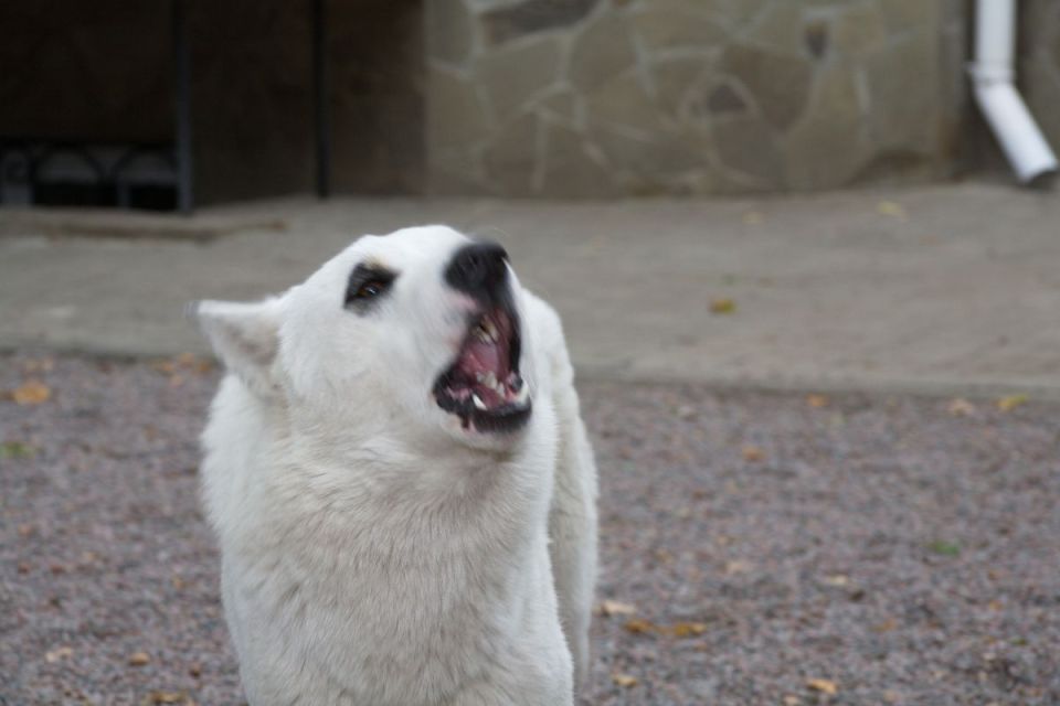 В Москве взяли на контроль уголовное дело о нападении собак на брянских детей