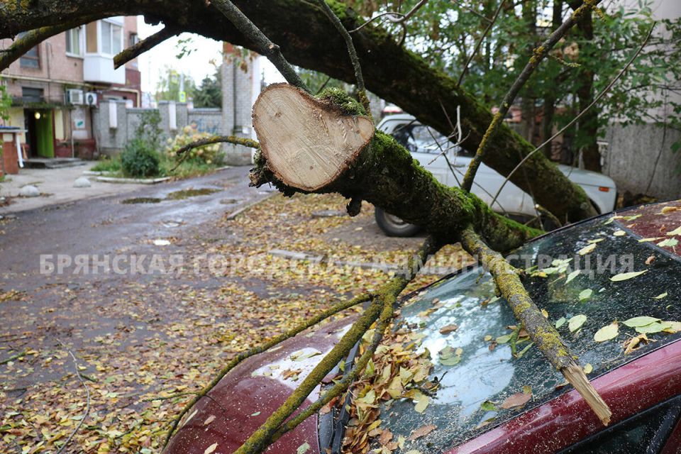 В Брянске ветер повалил деревья на машины и электропровода