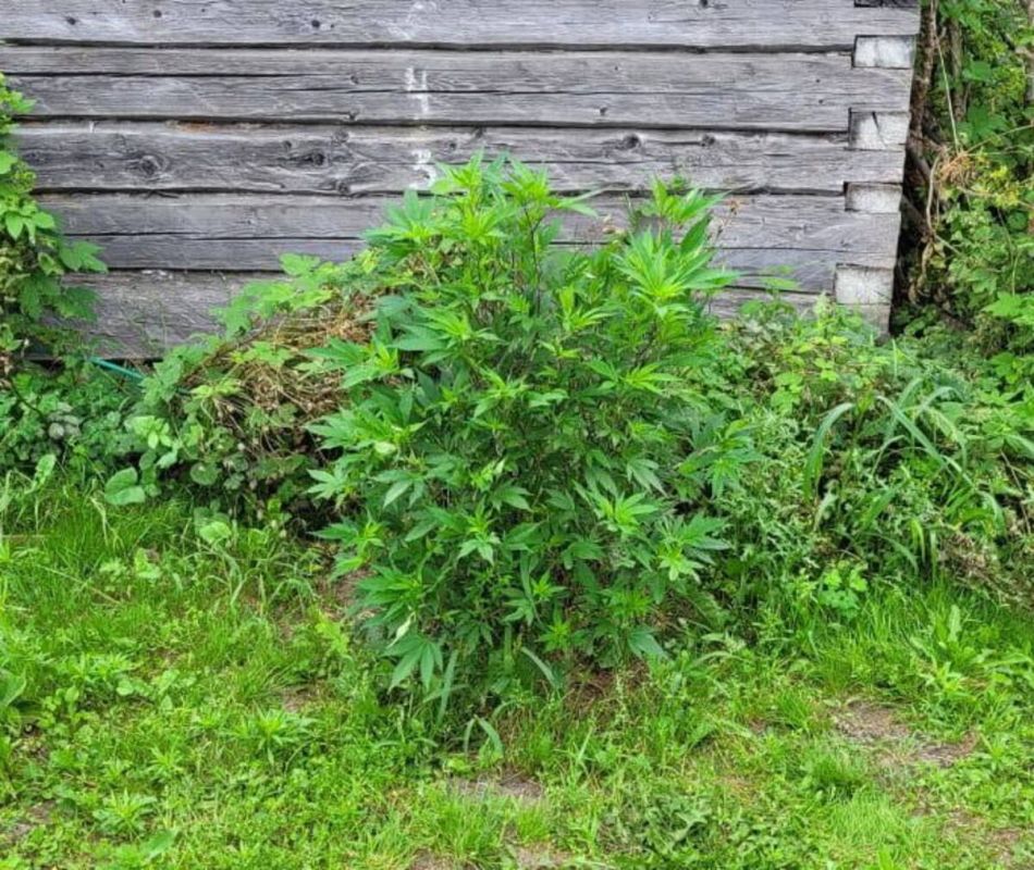 Житель Клинцов вырастил коноплю у себя дома