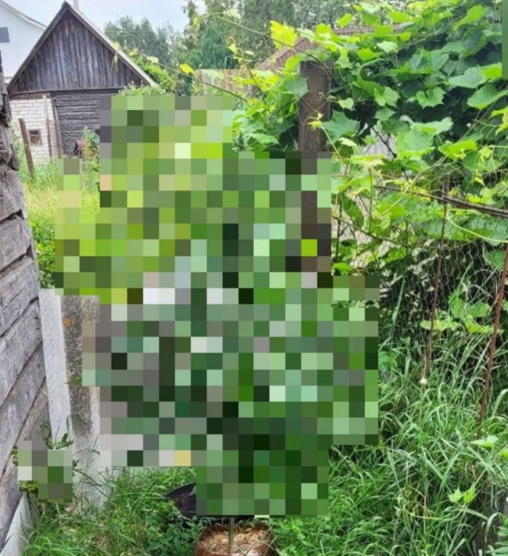 Житель Клинцов организовал на участке плантацию конопли