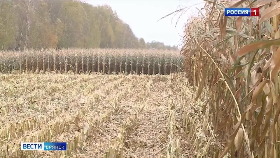 Аграрии Брянской области приступили к уборке кукурузы на зерно