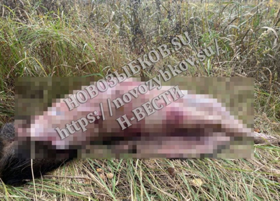 Страшную находку обнаружили под Новозыбковом