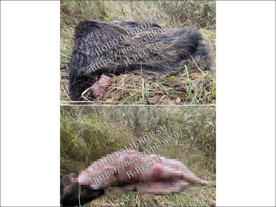 Страшную находку обнаружили брянцы под Новозыбковом