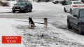 В Почепе выплатят компенсацию ребёнку, пострадавшему от укуса собаки