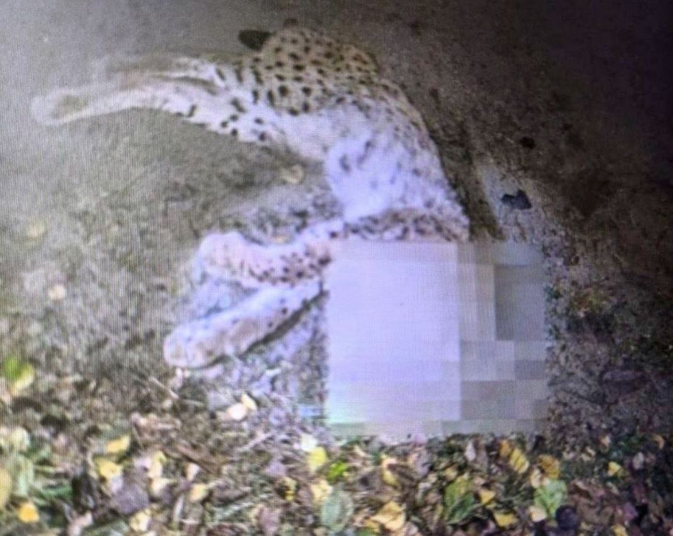 Рысь погибла под колесами авто в Брянской области