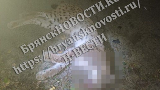 Рысь погибла под колесами автомобиля на брянской трассе