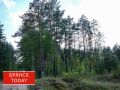 Брянские леса восстановили с превышением плана на 16%
