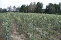 В Клетнянском районе выращивают саженцы отечественных сортов