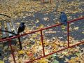 Дождь зарядит в понедельник в Брянской области