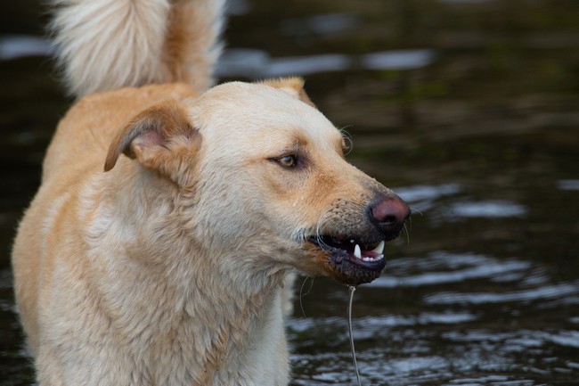 Житель Новозыбкова заплатит 100 тыс рублей за укус собаки
