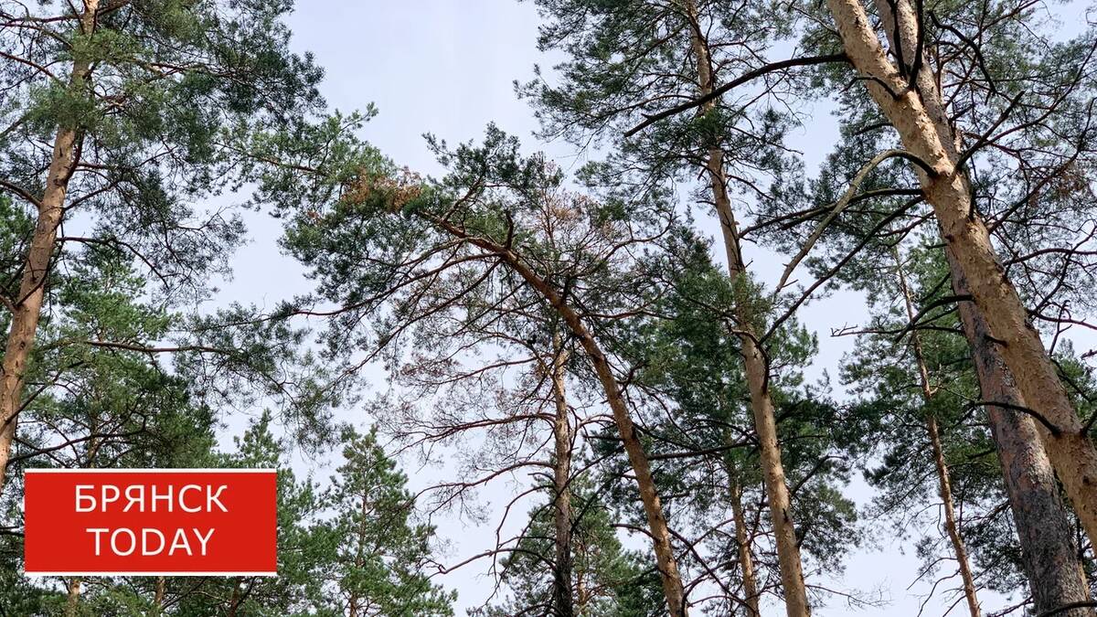 Лес рубят: подведены итоги по экологическим преступлениям в Брянской области