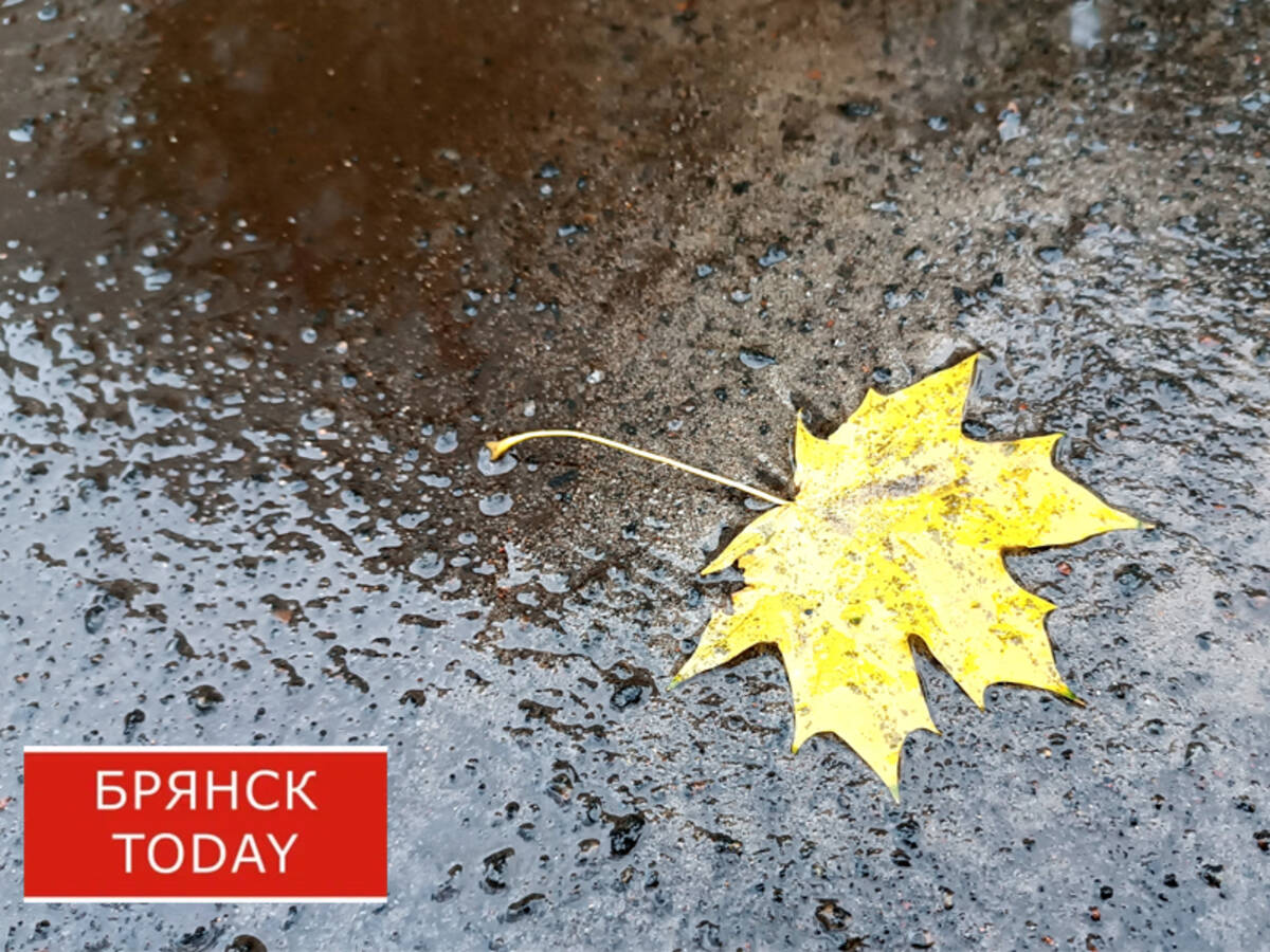 Стала известна погода на Брянщине в первый день ноября