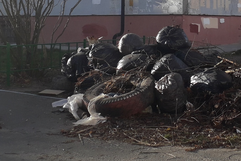 Мусорку напротив детского сада в Погаре облюбовали крысы