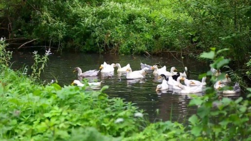Брянского пенсионера наказали за неправильную охоту на уток