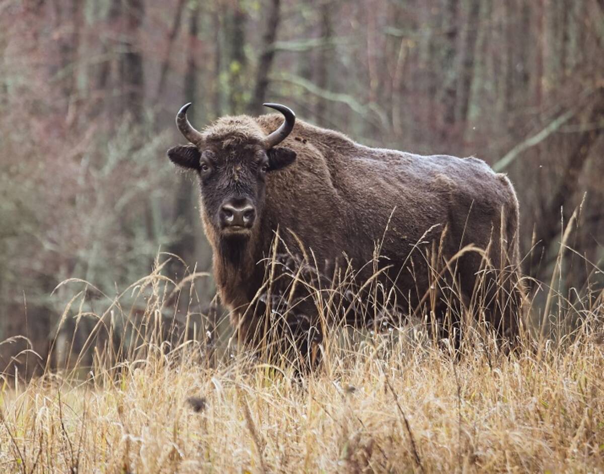 Стало известно, когда начнется сезон экскурсий к зубрам в заповеднике «Брянский лес»