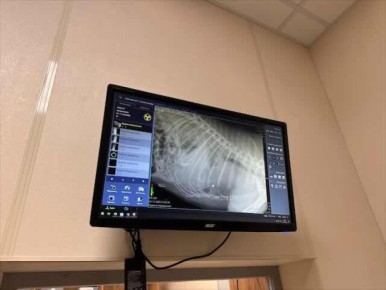 В Брянске хозяина похоронной конторы обвинили в расстреле дворового хаски