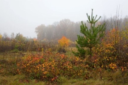До одного градуса опустится температура в Брянской области