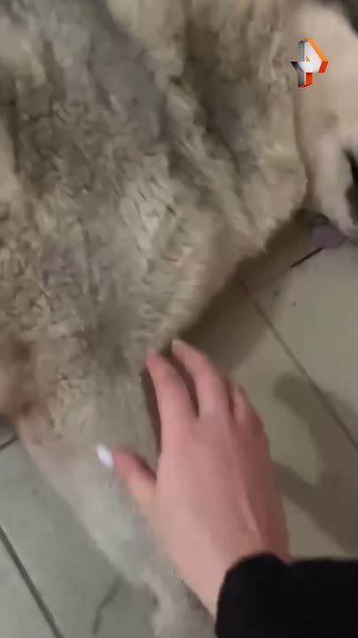 Хаски застрелили посреди жилого двора — пёс Барсик умер, пытаясь добраться до людей за помощью