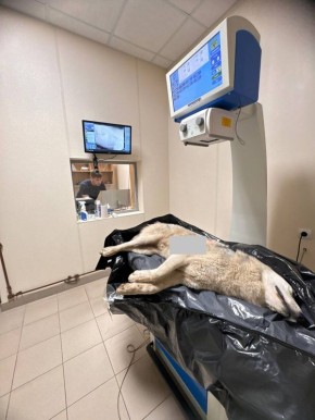 В Брянске разгорелись споры из-за гибели пса Барсика