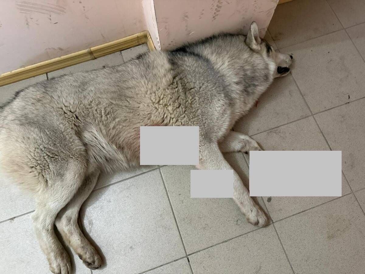 Полиция прокомментировала случай с застреленным хаски в Брянском районе