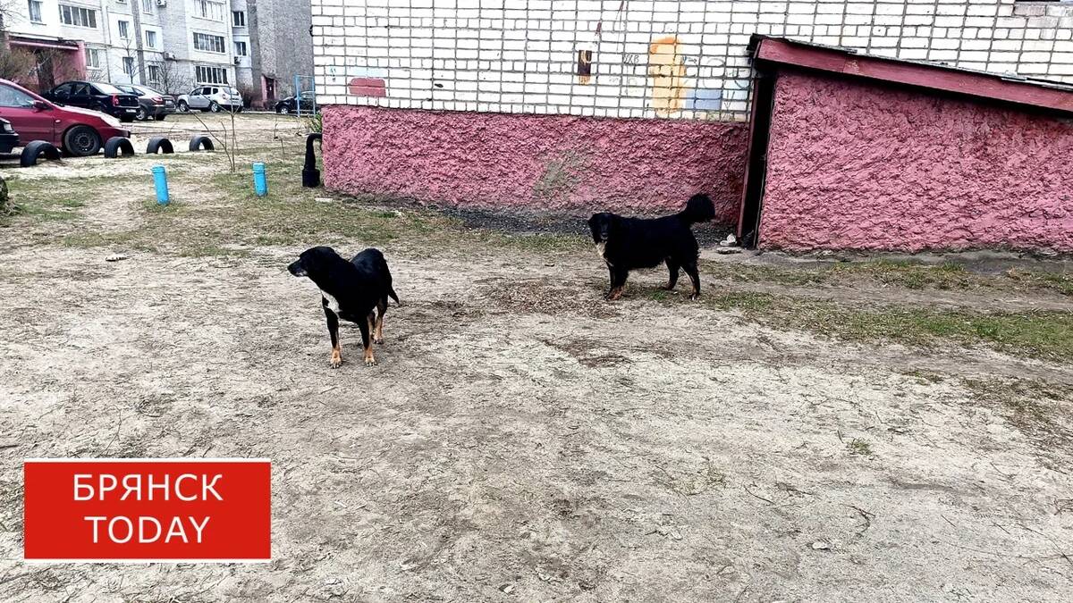 В Брянске суд взыскал 40 тысяч за нападение собаки на ребёнка