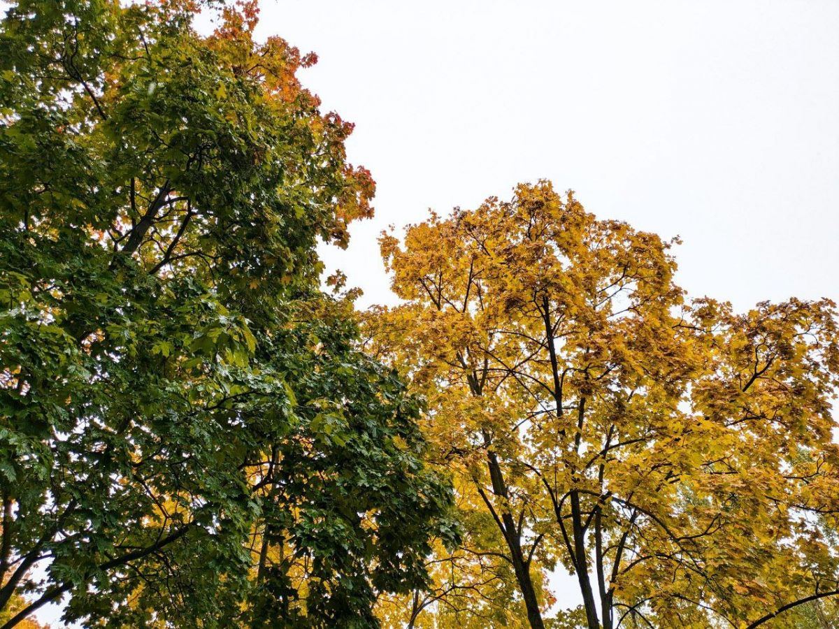 Раскрыта тайна аномально теплого ноября в Брянской области