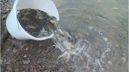 Мальков сазана выпустили в Десну под Брянском