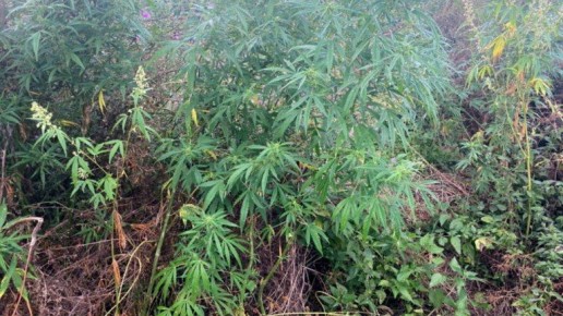 Жителя Клинцов осудили на год за выращивание конопли