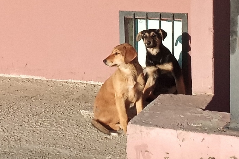 Повалила на землю, укусила за ухо. В Карачеве собака напала на 5-летнюю девочку