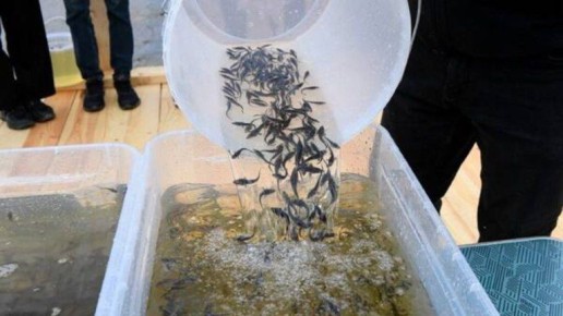 С брянского нефтепровода «Дружба» потребовали почти 14 млн рублей из-за стерляди