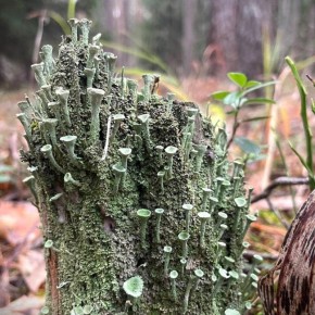 Осень в брянских лесах.. Фотографии заповедника "Брянский лес" и Клетнянского заказника