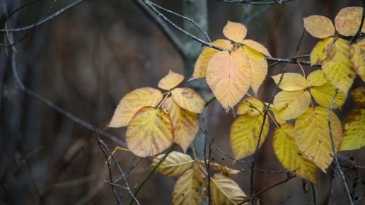 Заповедник «Брянский лес» показал осеннюю красоту ноября