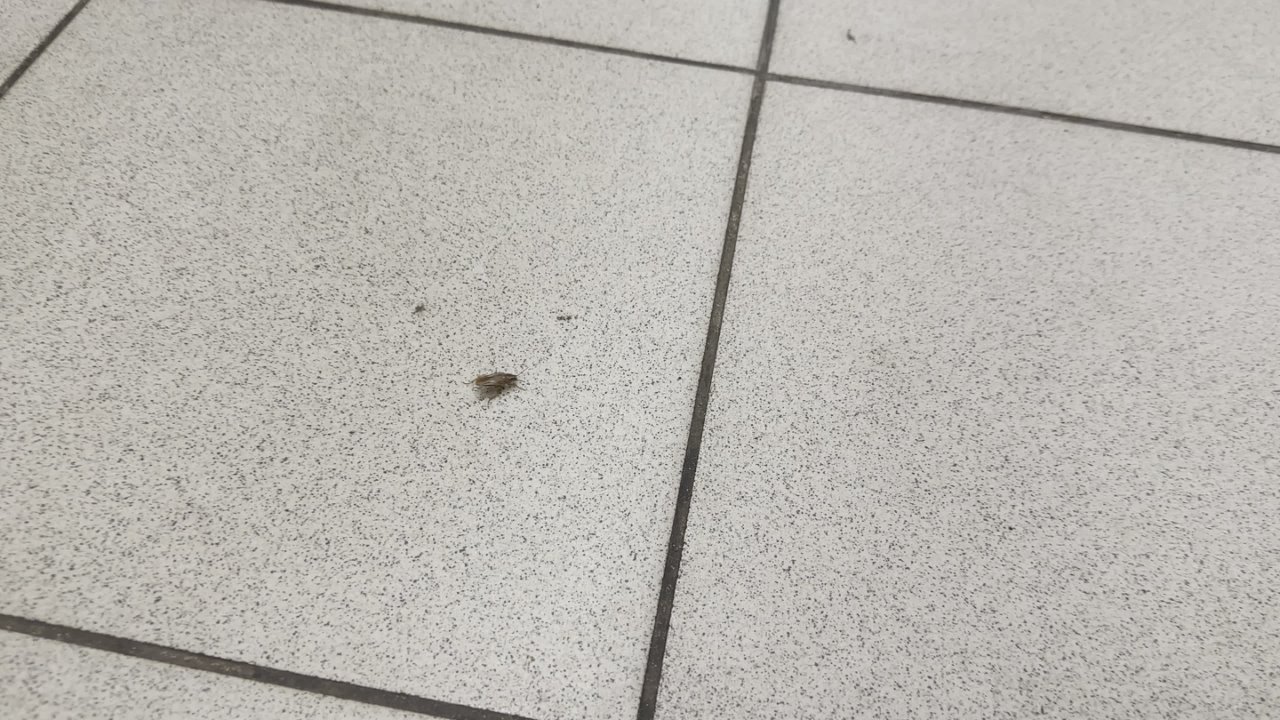 Вопрос знатокам. Это представитель Blattella germanica заскочил в брянский «Дикси»?