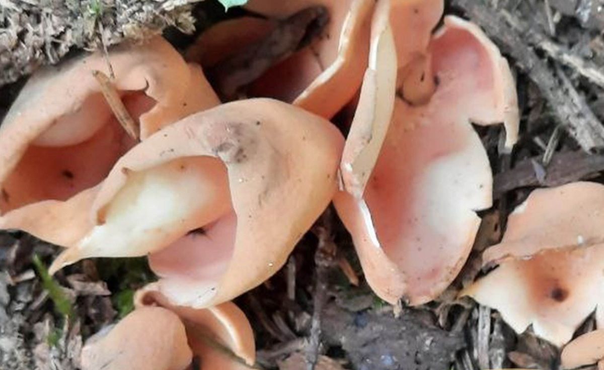 ТОП самых ярких событий ЦФО: редчайший гриб «Ослиные уши», триколор в 100 м, чудо-щука и музыкально-помоечный арт-хаус