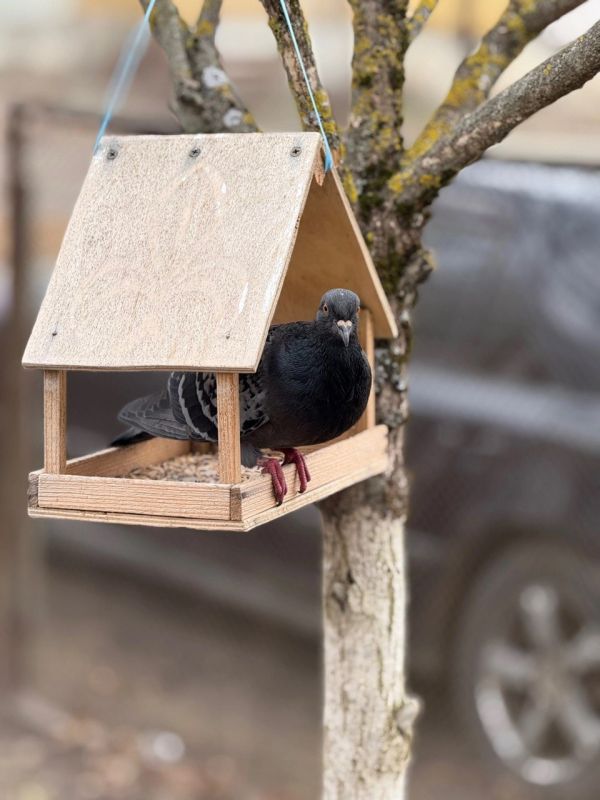 Доброе ноябрьское утро! В детский сад «Светлячок» в поселке Любохна заглянул пернатый гость