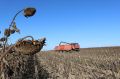В Комаричском районе убирают подсолнечник