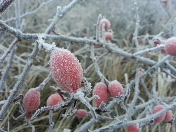 Морозы в 6 градусов ударят по брянцам 16 января