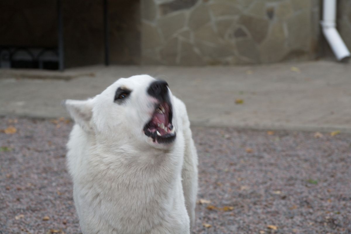 В Унече суд взыскал 50 тысяч за нападение собаки на мальчика