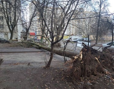 В Брянске возле площади Партизан на дорогу рухнуло дерево