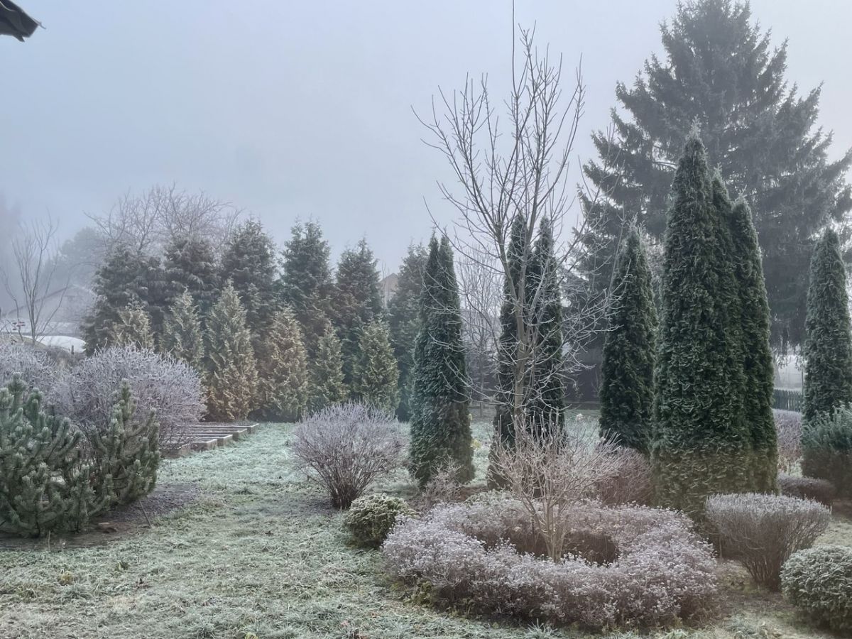 Брянск проснулся в зимней сказке: город укрылся инеем за одну ночь. Фоторепортаж