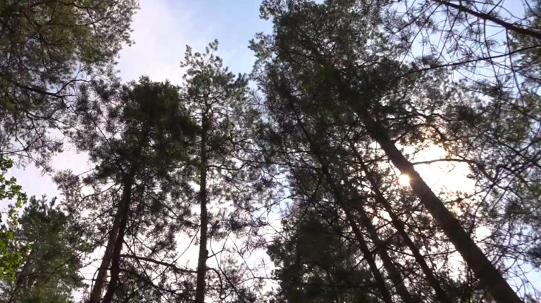 Правительство России установило льготы по аренде лесов в Брянской области