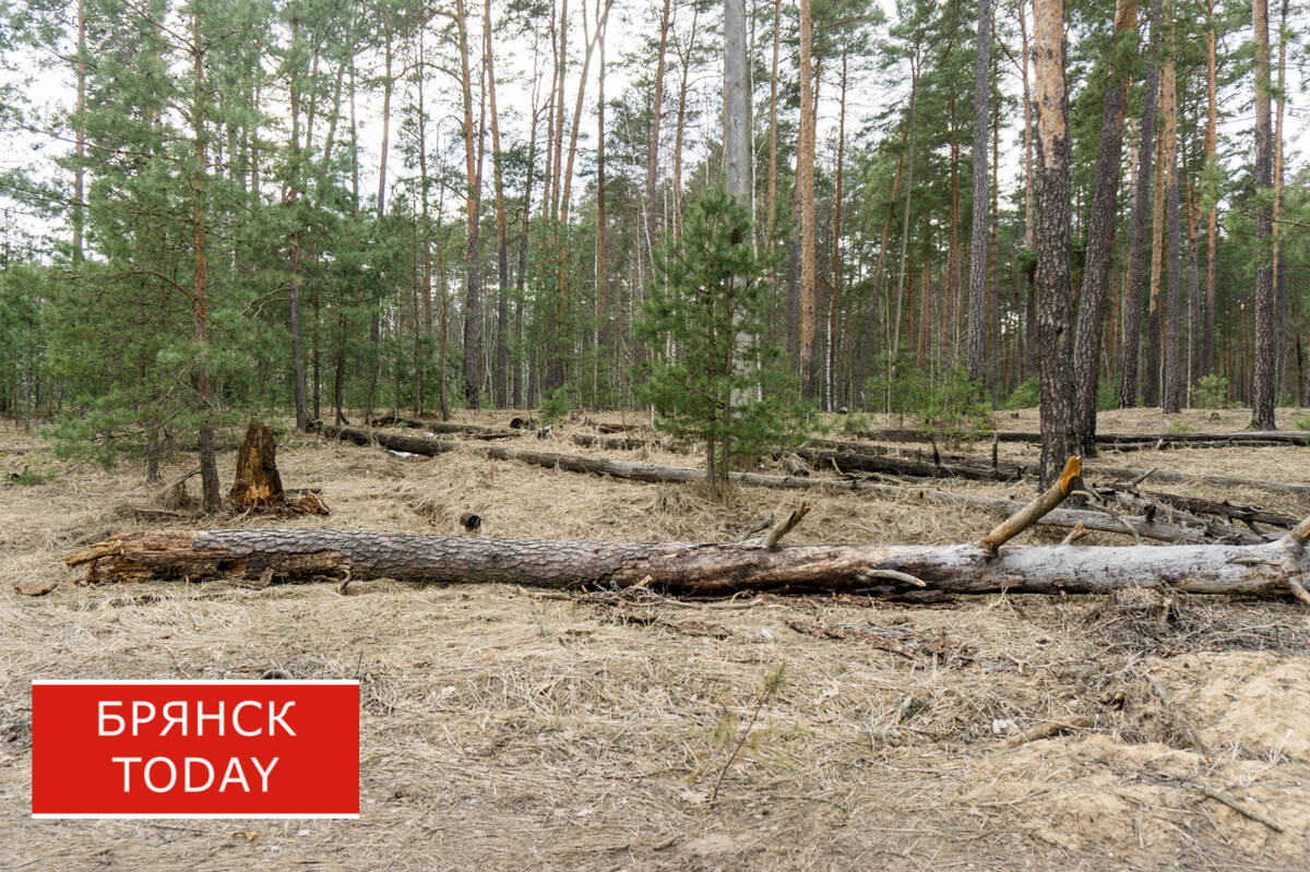 Брянская фирма должна 800 тысяч за повреждение деревьев в Подмосковье