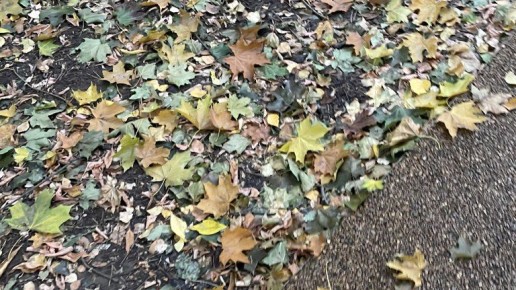 В Брянской области 19 ноября обещают +5 градусов