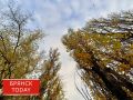 Стало известно, чем удивит погода брянцев 20 ноября