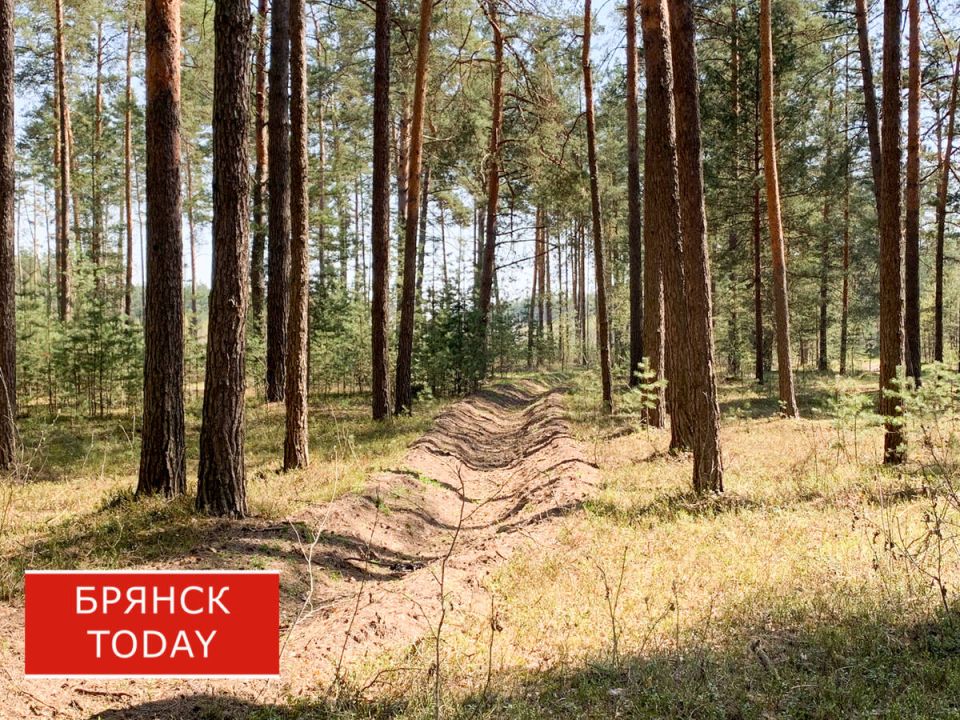 Брянца наказали за незаконную рубку леса в Выгоничском районе
