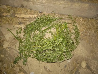 Житель Брянской области задержан полицейскими за хранение конопли