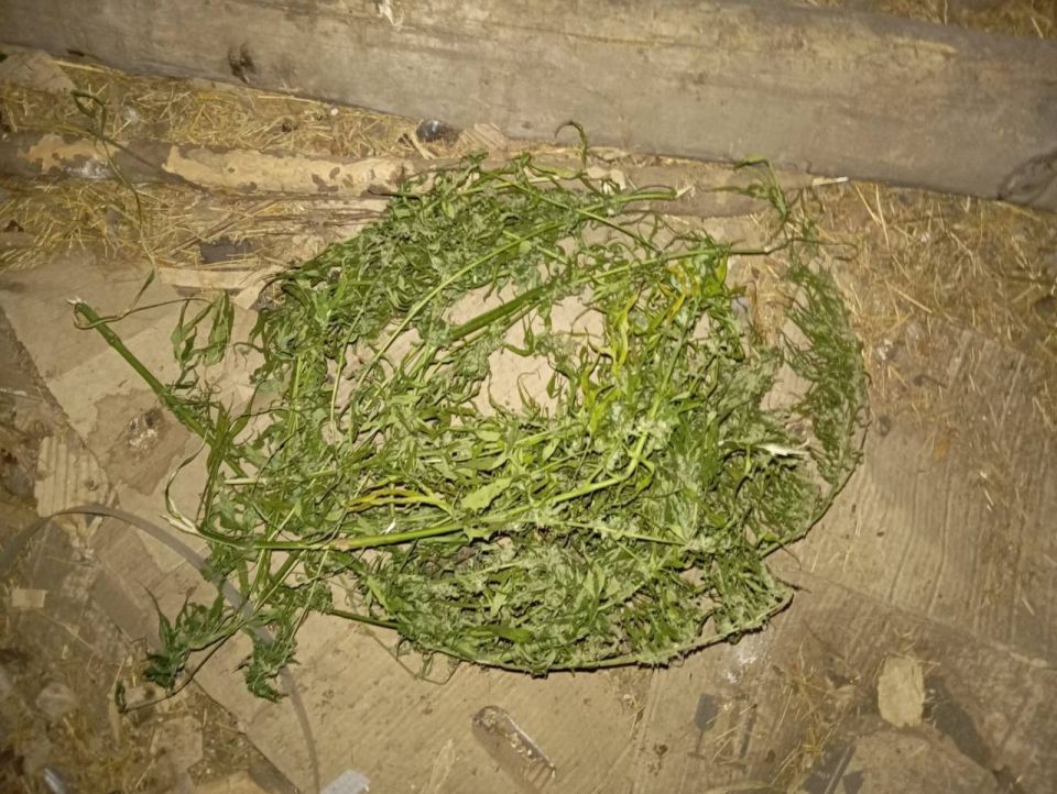 Житель Брянской области задержан полицейскими за хранение конопли