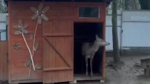 В зоопарке Брянска под опеку взяли олениху Аишу