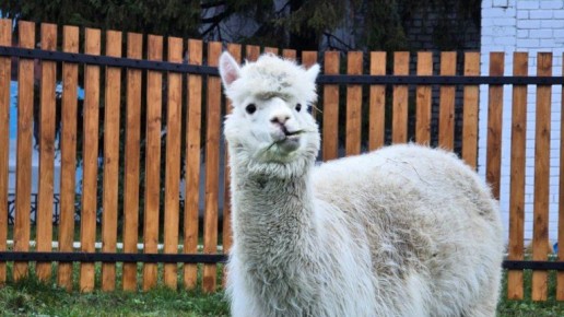 В локотском конном заводе поселились альпаки